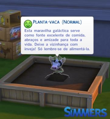 planta vaca transição